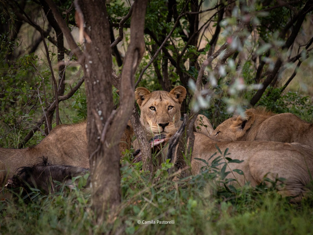 South Africa retreat